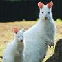 白化沙袋鼠【罕见白化动物】 动物世界