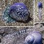 紫色海蜗牛【十种奇特紫色动物】 动物世界