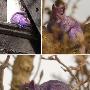 紫色松鼠【十种奇特紫色动物】 动物世界