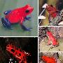 红毒箭蛙【十种神奇红色动物】 动物世界