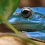 蓝箭毒蛙【十种奇特蓝色动物】 动物世界