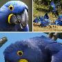 蓝紫金刚鹦鹉【十种奇特蓝色动物】 动物世界