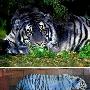 蓝虎【十种奇特蓝色动物】 动物世界