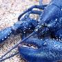 蓝色龙虾【十种奇特蓝色动物】 动物世界