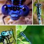 蓝蜻蛉【十种奇特蓝色动物】 动物世界