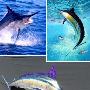 蓝枪鱼【十种奇特蓝色动物】 动物世界