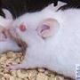 超級老鼠【十大神奇轉基因動物】 動物世界