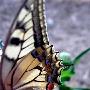 金凤蝶-翅脉【昆虫翅膀背后的奥秘】 动物世界