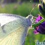 白蝴蝶【昆虫翅膀背后的奥秘】 动物世界