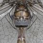 蜻蜓【昆虫翅膀背后的奥秘】 动物世界