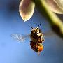蜜蜂【昆虫翅膀背后的奥秘】 动物世界