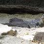 菲律宾斑帆蜥【十大令人胆颤的怪异蜥蜴】 动物世界