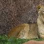 狮子【动物能提前感知地震】 动物世界