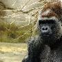 大猩猩【动物能提前感知地震】 动物世界