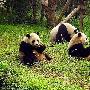 大熊猫【动物能提前感知地震】 动物世界