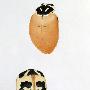 瓢虫【瑞士画家描绘核设施周围变异昆虫】 动物世界