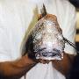 鼠尾鱼【格陵兰岛海域发现外来深海物种】 动物世界