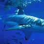 大白鲨【神秘深海鱼类】 动物世界