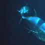 黄鳍金枪鱼【神秘深海鱼类】 动物世界