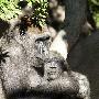 西部低地大猩猩【动物的快乐】 动物世界