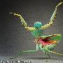 巨型盾螳螂【微距下的昆虫世界】 动物世界