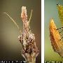 锥头螳螂和叶蚱蜢【微距下的昆虫世界】 动物世界