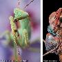 捕食性螳螂【微距下的昆虫世界】 动物世界