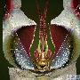 巨型魔花螳螂【微距下的昆虫世界】 动物世界