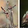 非洲瘤刺螳螂【微距下的昆虫世界】 动物世界