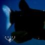 透明深海怪鱼【十大透明动物】 动物世界