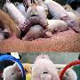 奇特双头动物－小猪 动物世界