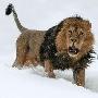 十大猫科动物—狮子 动物世界