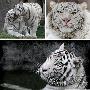 十大猫科动物—白虎 动物世界