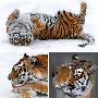十大猫科动物—老虎 动物世界