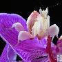兰花螳螂【10种叫人无法淡定的虫子】 动物世界