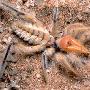 巨型驼蛛【10种叫人无法淡定的虫子】 动物世界