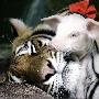 老虎和小猪【超越种族的动物友谊】 动物世界