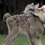 麋鹿和狗【超越种族的动物友谊】 动物世界