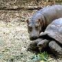 小河马和大老龟【超越种族的动物友谊】 动物世界