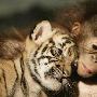 小虎和猩猩【超越种族的动物友谊】 动物世界