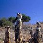 非洲猫鼬上演现实版《狮子王》 动物世界