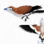 三塔中国鸟（Sinornis santensis）【古鸟类始-反鸟亚纲】 动物世界