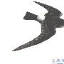 雨燕目（Apodiformes）【古鸟类始-今鸟亚纲】 动物世界