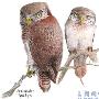 鸮形目（Strigiformes）【古鸟类始-今鸟亚纲】 动物世界