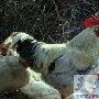 鸡形目（Galliformes）【古鸟类始-今鸟亚纲】 动物世界