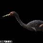 黄昏鸟（Hesperornis）【古鸟类始-今鸟亚纲】 动物世界