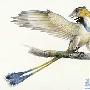 孔子鸟（Confuciusornis）【古鸟类始-古鸟亚纲】 动物世界