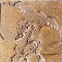 印石板始祖鸟（Archaeopteryx lithographica）【古鸟类始-古鸟亚纲】 动物世界