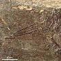 世界上最古老的蜂鸟化石【古鸟类】 动物世界
