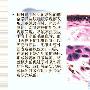 有尾两栖类动物研究及其古生物学意义图示20【古两栖动物】 动物世界